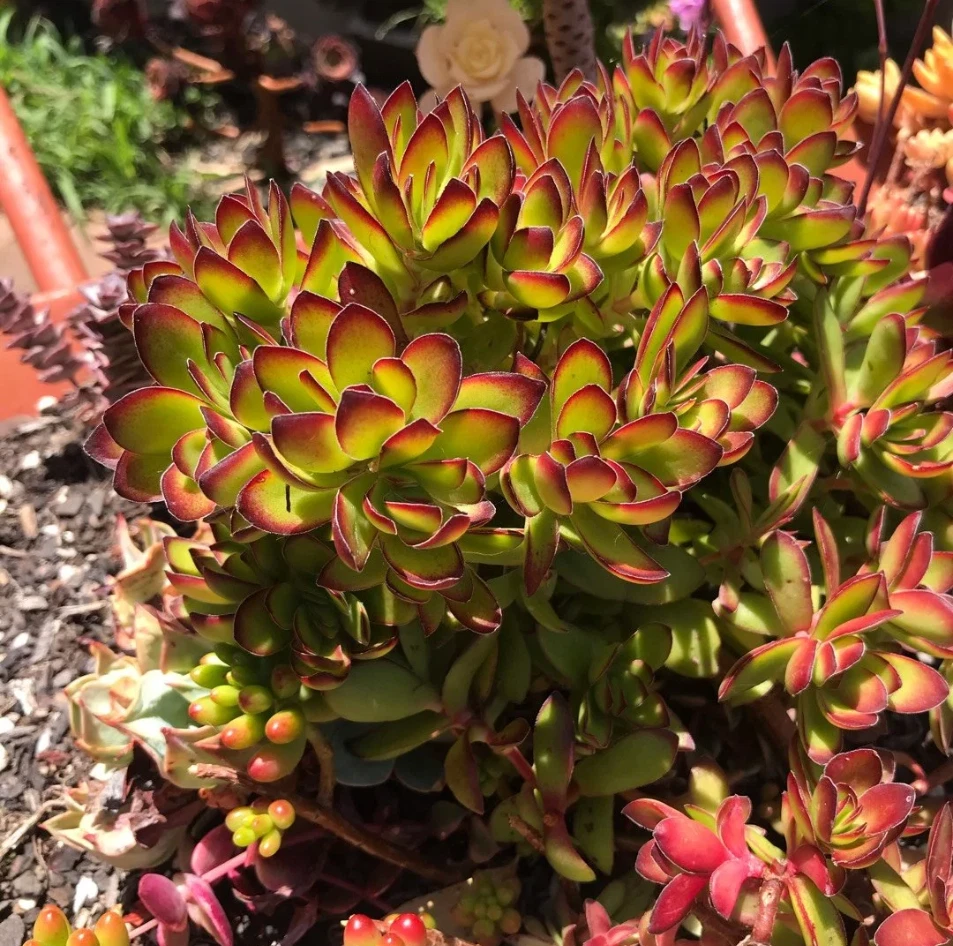 Crassula rubricaulis ‘Butterfly Bush’ Succulent in 2" Pot with Red-Edged Leaves, Drought-Tolerant Indoor or Outdoor Plant