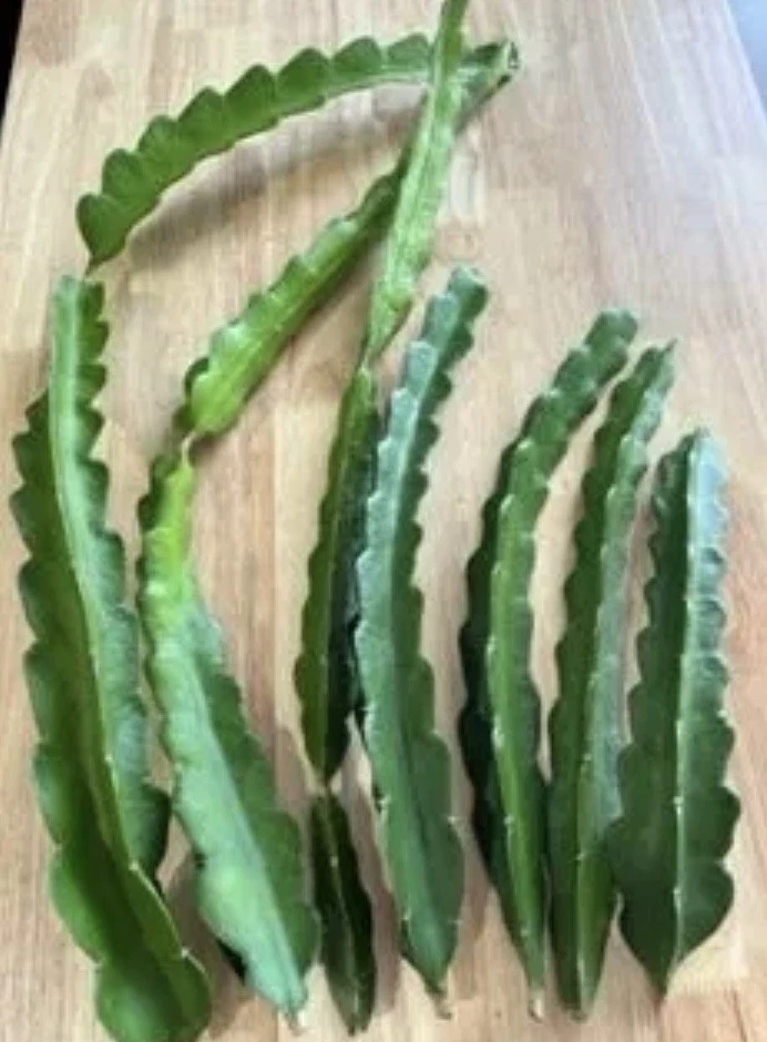 Unrooted Florida Yellow Dragon Fruit Cuttings - Self-Pollinating Pitaya Vine, Selenicereus megalanthus, Climbing Cactus Plant