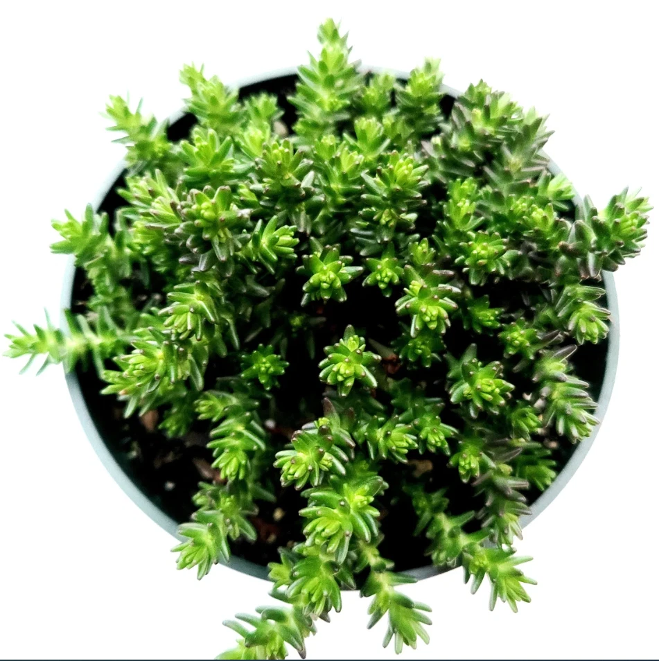 Sedum Sexangulare Succulent Plant – 4-Inch Potted Stonecrop with Green Foliage for Indoor & Outdoor Gardens