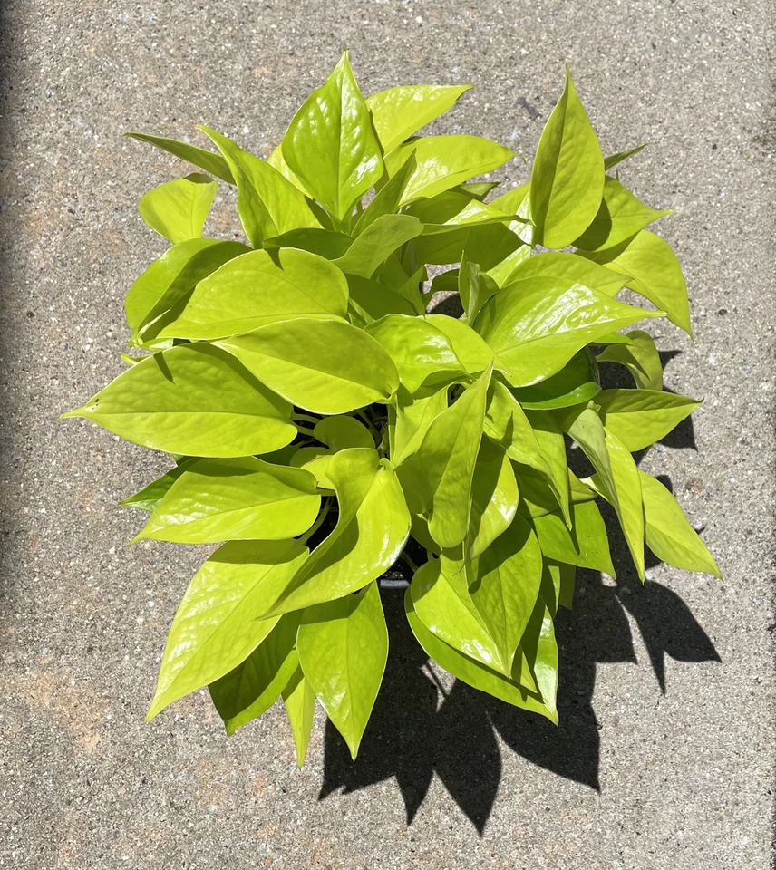 Pothos Cuttings Combo – 6 Unrooted Indoor Plant Propagation Cuttings Epipremnum aureum Varieties