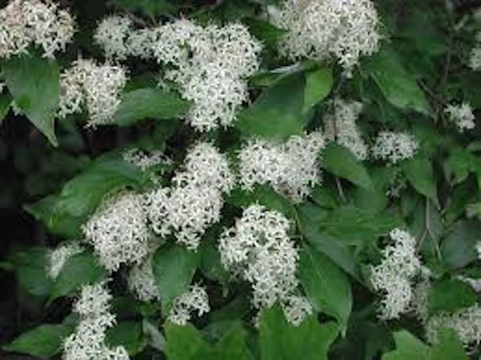 Red Twig Dogwood Shrub – 12-24 Inch Live Plant, Cornus sericea Coral Dogwood for Landscape, Borders & Hedges