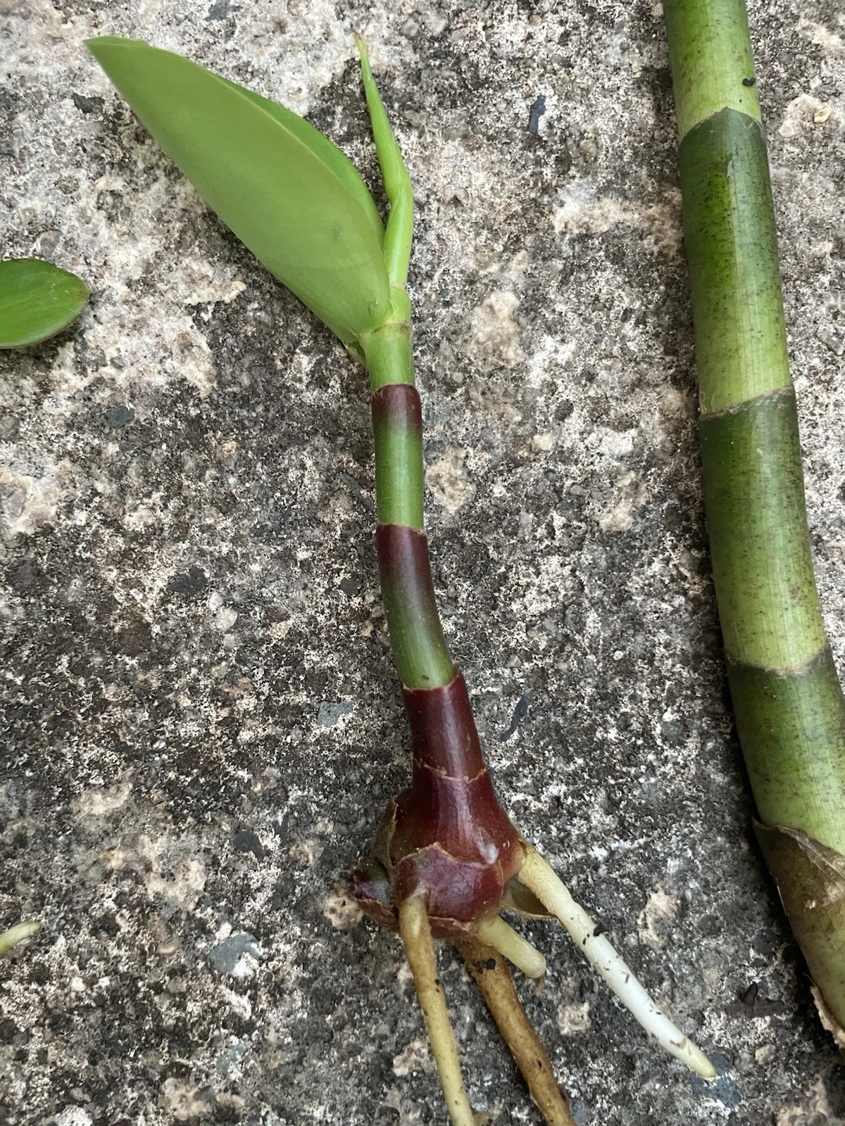 Yellow Spiral Ginger Rooted Cutting | Dimerocostus strobilaceus Tropical Plant Starter Hawaii Grown