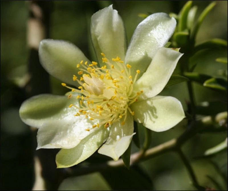 Variegated Pereskia Aculeata Cactus Plant – Gold Green Foliage, 6-Inch Potted Tropical Climbing Vine