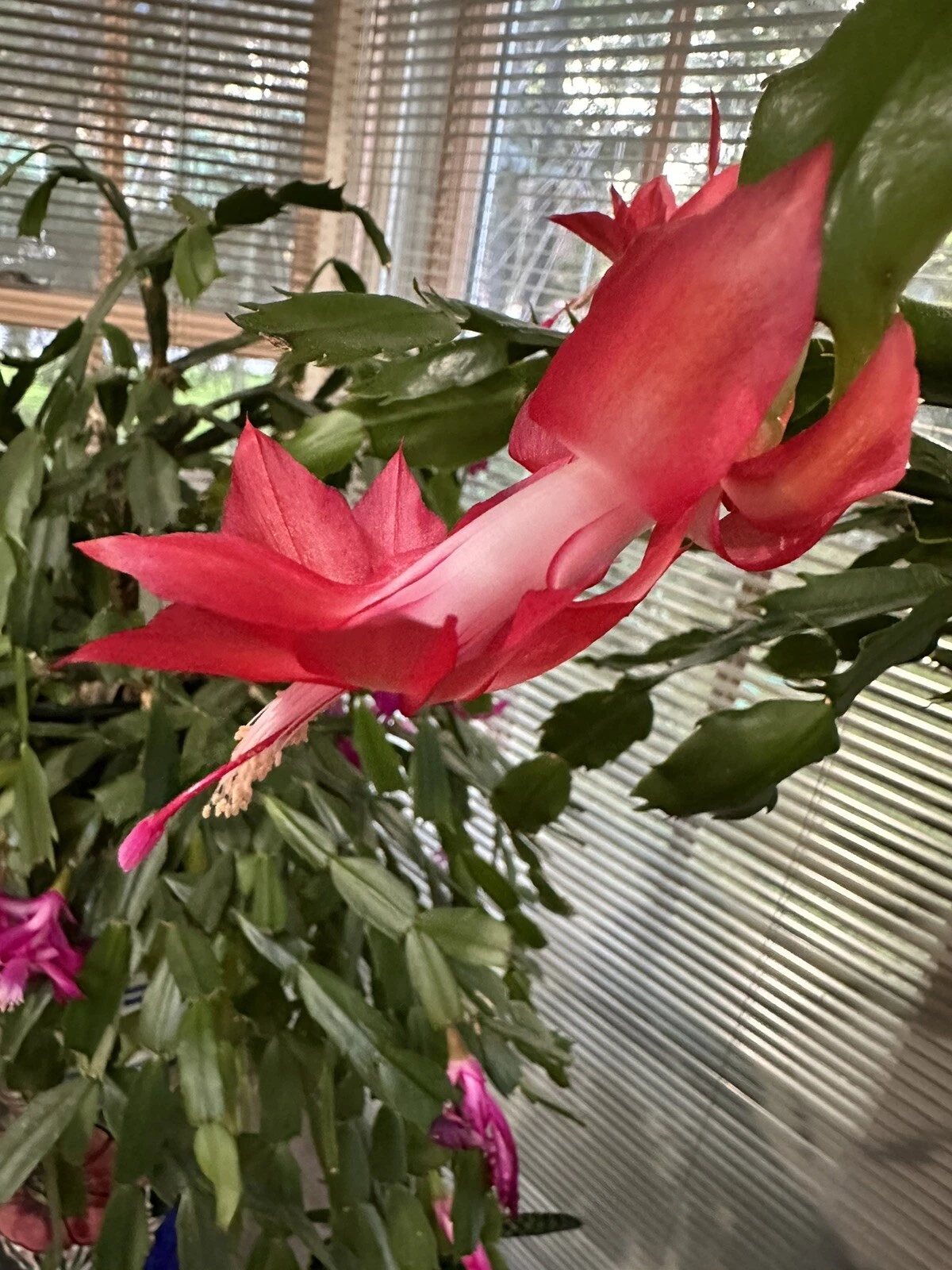Red Christmas Cactus Cutting – Schlumbergera truncata – Holiday Indoor Plant Segment for Rooting & Bright Red Blooms