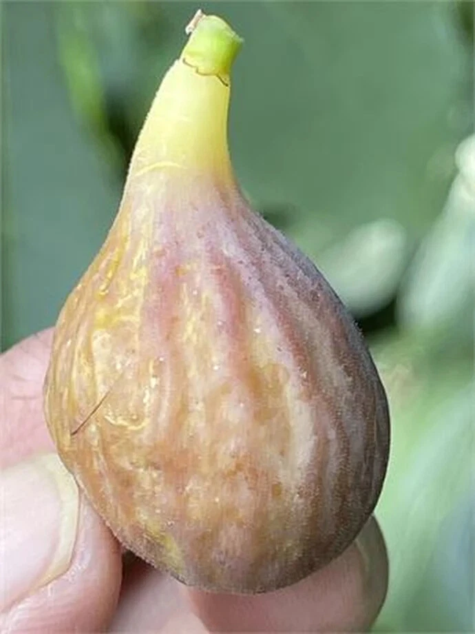 Celeste Fig Cutting – Unrooted Live Ficus carica Fruit Tree, 8+ Inches, 3+ Nodes, Propagation Plant