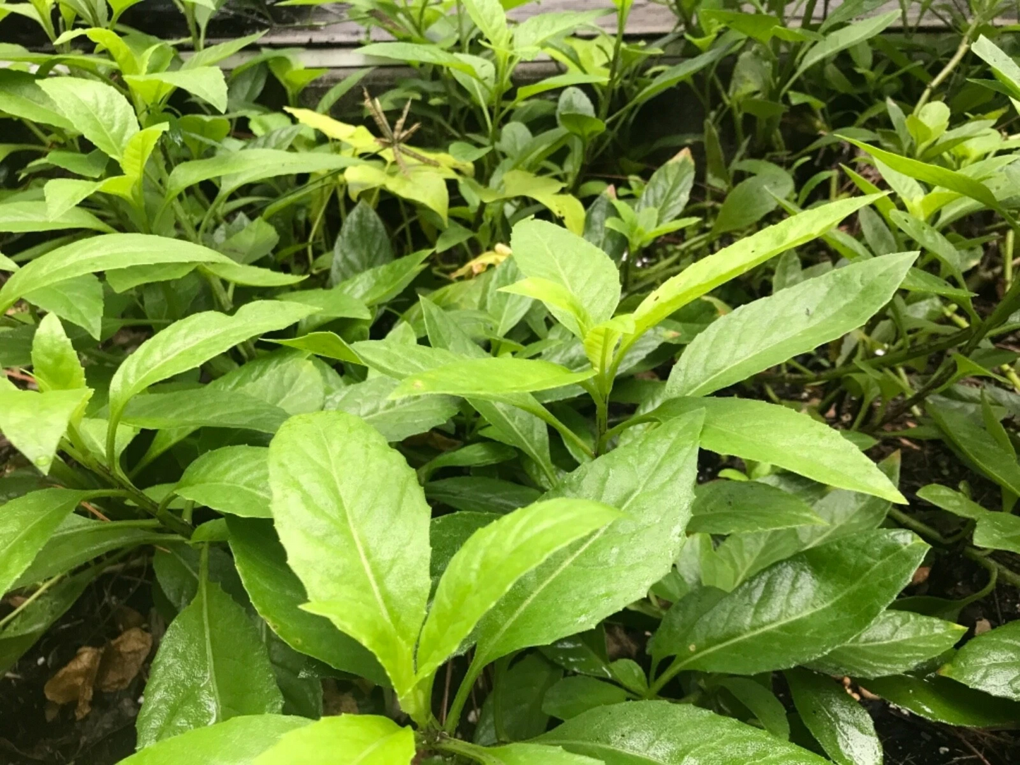 Gynura procumbens Cuttings – 11 Fresh 6-Inch Edible Green Vegetable Starter Stems for Growing Perennial Garden Plants