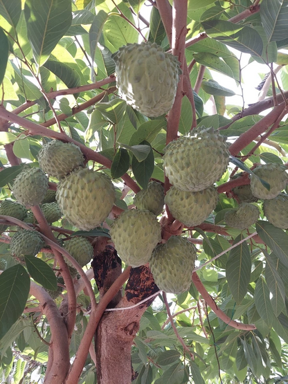 Cherimoya Live Cuttings – 10 Organic Annona cherimola Sticks About 8 Inch Long, Fruit Tree Cuttings for Planting