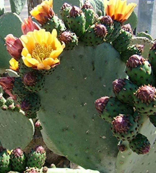 Prickly Pear Cactus Cutting – Unrooted Opuntia Pad for Desert Gardens & Containers – Drought-Tolerant, Full Sun, Hardy Opuntia Species