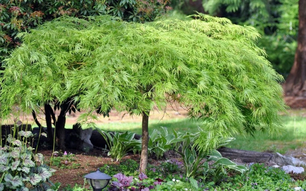 Green Japanese Maple Cuttings – 3 Acer palmatum Stem Clippings for Rooting, Grafting, Bonsai, Ornamental Garden