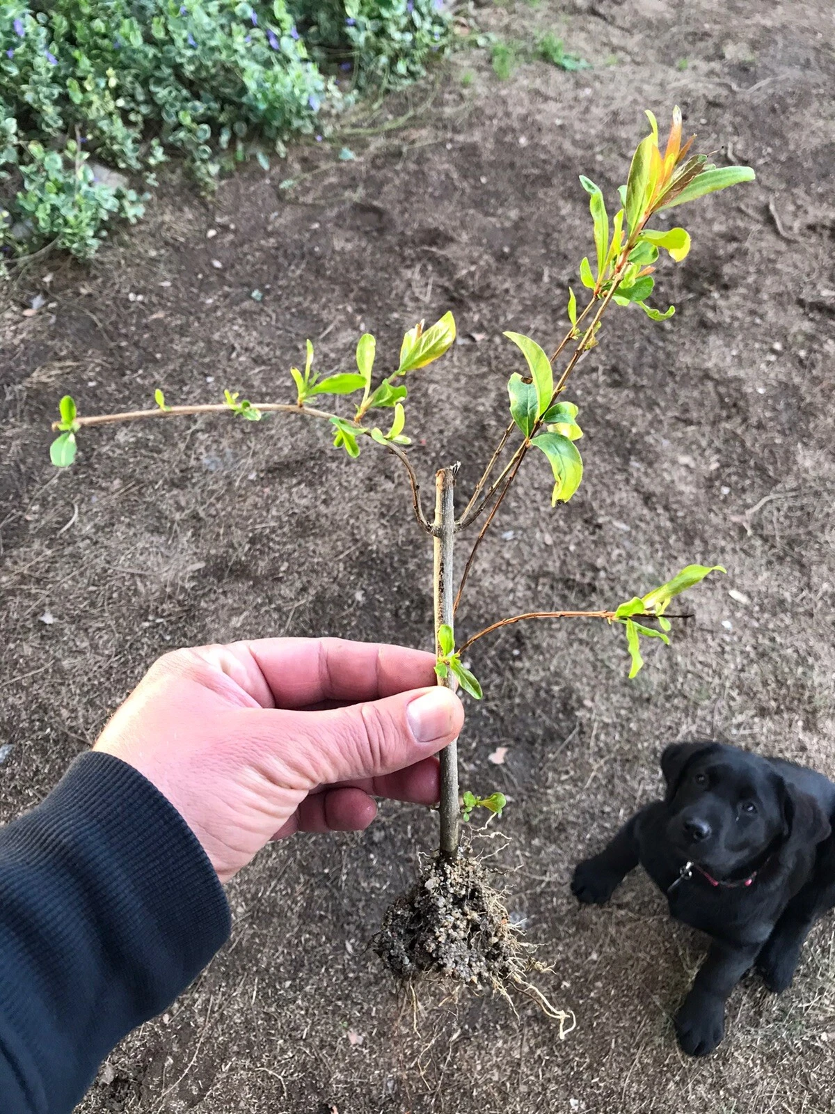 Pomegranate Rooted Cuttings Set of 3 Wonderful Variety for Garden or Patio Growing Punica granatum