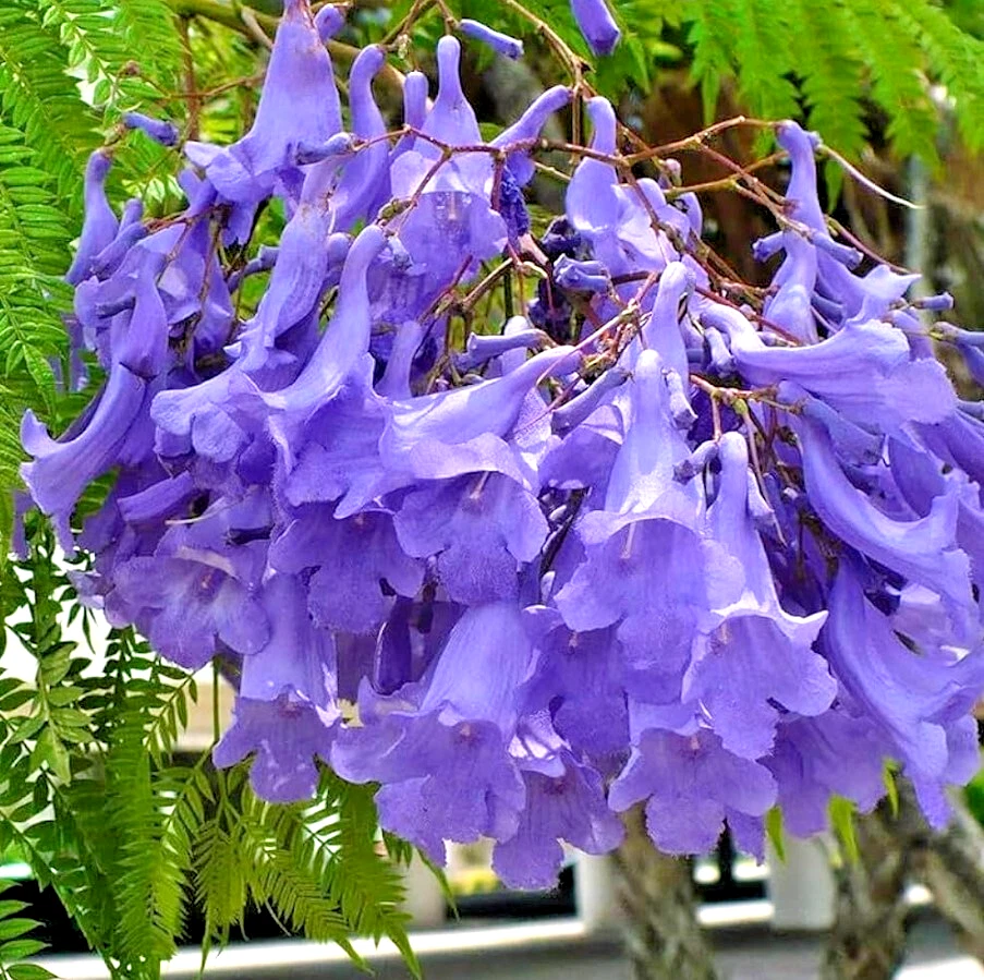 Blue Jacaranda Tree Starter Plant – 8–10 Inch Jacaranda mimosifolia, Fast-Growing Ornamental Tree with Lavender-Blue Blooms
