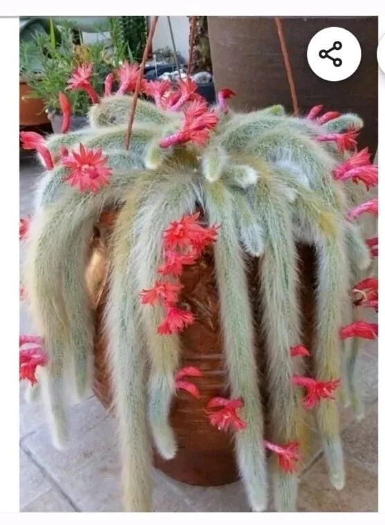Monkey Tail Cactus Cutting – 8-inch Trailing Cleistocactus colademononis Succulent for Hanging Baskets & Pots