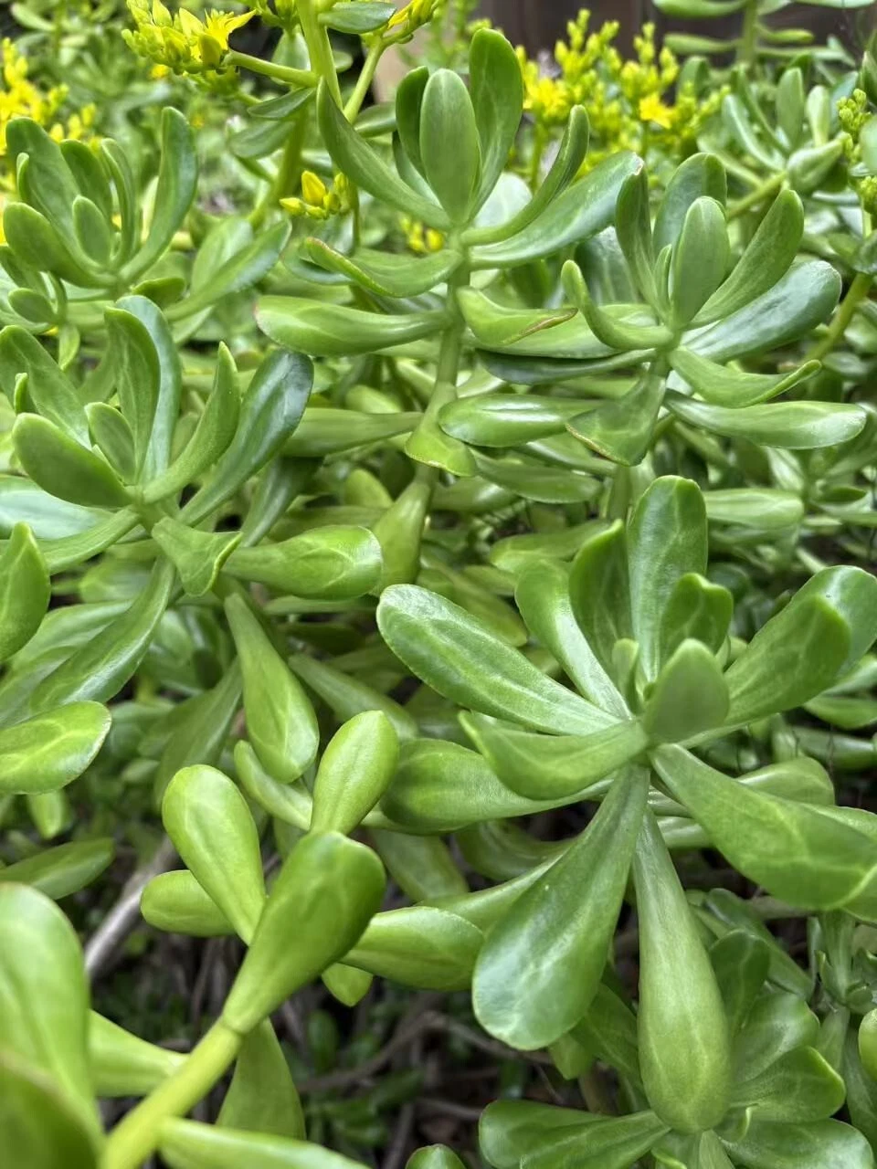 Jade Plant Cuttings – 5 Unrooted Succulent Stems, 4-5 Inches, Crassula ovata, Green Indoor/Outdoor Propagation