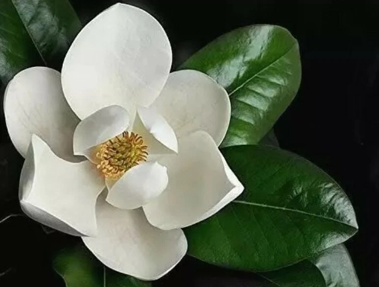 Southern Magnolia Cuttings 8 Fresh Unrooted Propagation Material Magnolia grandiflora Evergreen Tree