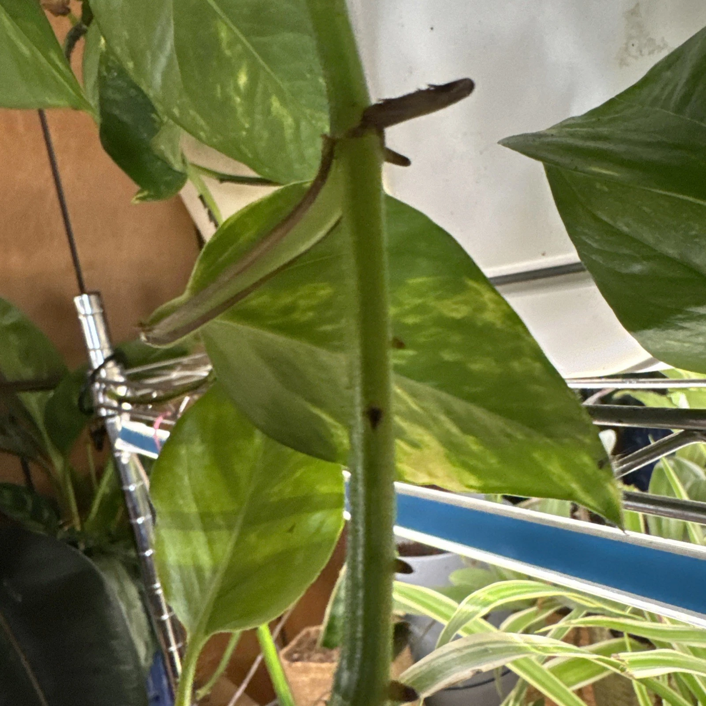 Rooted Golden Pothos Cutting – Live Epipremnum aureum Indoor Houseplant, Trailing Climber, Variegated Green and Gold Foliage