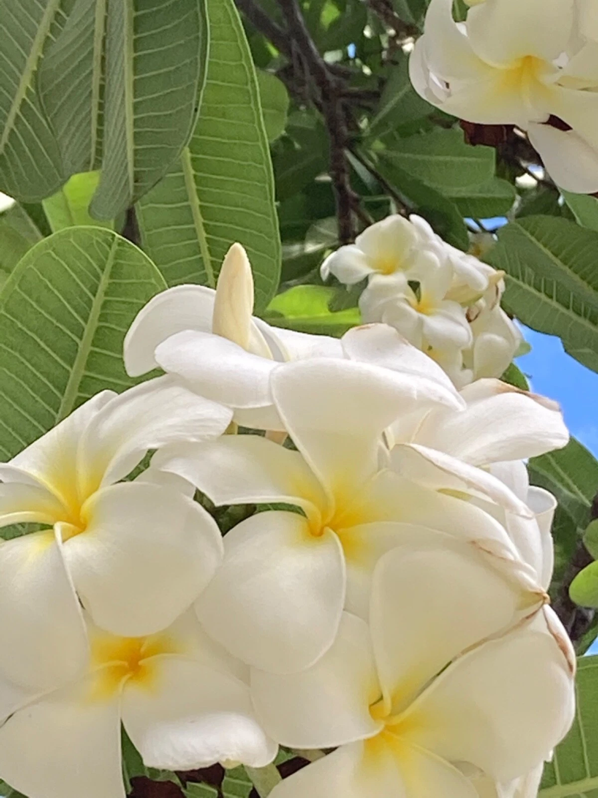 Hawaiian Plumeria Cuttings White Yellow Frangipani Plumeria rubra Tropical Flowering Tree Set of 2