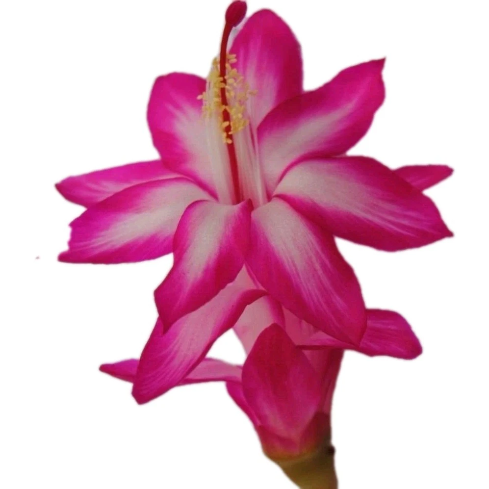Unrooted Pink and White Schlumbergera Cactus Cuttings for Propagation – Thanksgiving & Christmas Cactus Stem Set