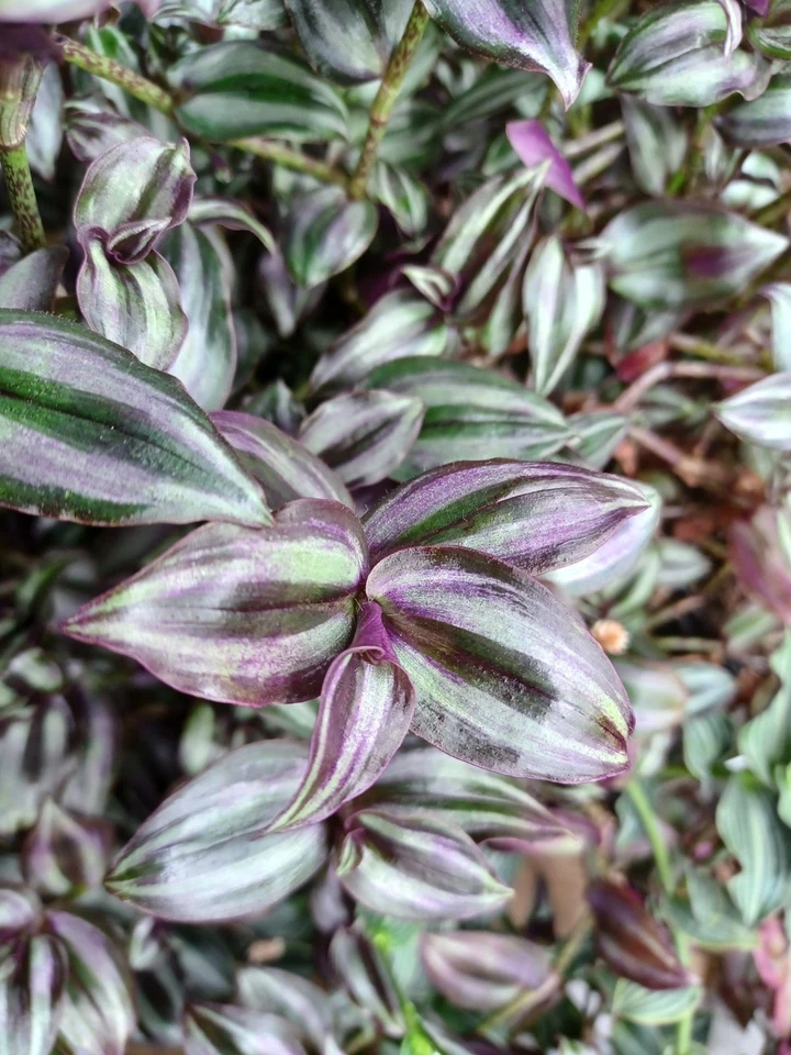 Tradescantia Zebrina ‘Violet Hill’ Cuttings – Colorful Purple Silver Green Foliage Unrooted Stems