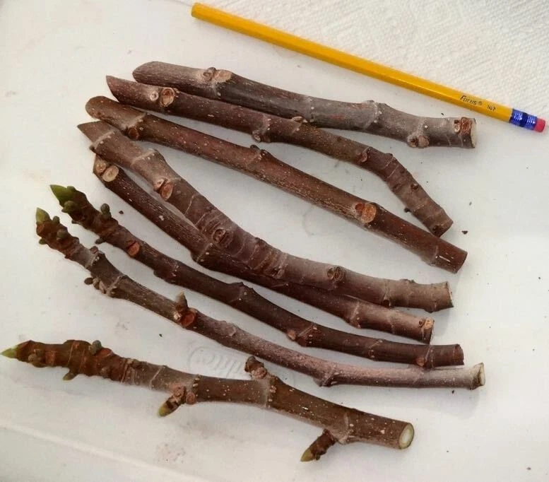Texas Everbearing Fig Cuttings – 3 Fresh 6–8" Ficus carica for Rooting, Hardy Fruit Tree for Zones 6–11