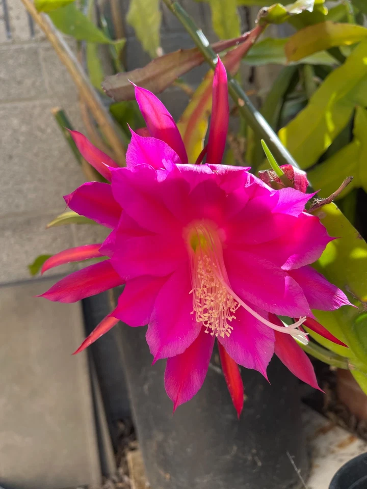 Epiphyllum Orchid Cactus Cutting – Midnight Purple Hybrid, Large Blooming Epiphyllum Segment for Indoor Growing