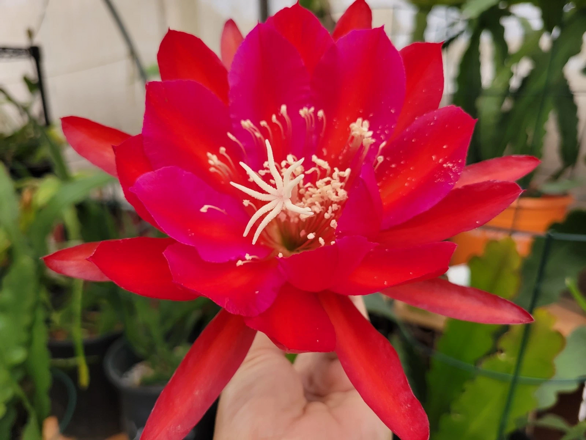 Epiphyllum Burning Dream Cuttings – Unrooted Orchid Cactus Segment, 8-10 Inches, Rare Epiphyllum Hybrid, Tropical Flowering Plant