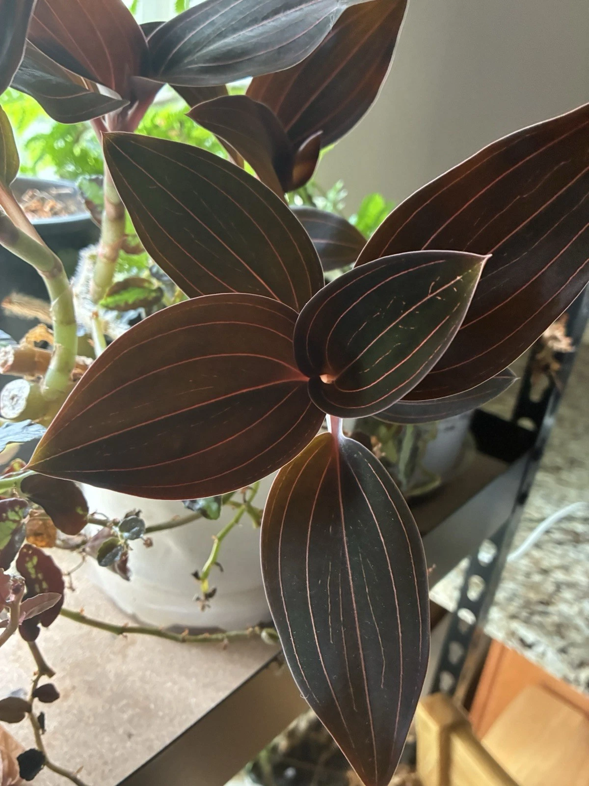 Ludisia discolor Jewel Orchid Cuttings – 3-4 Inch Unrooted Indoor Orchid Propagation Starter Plants