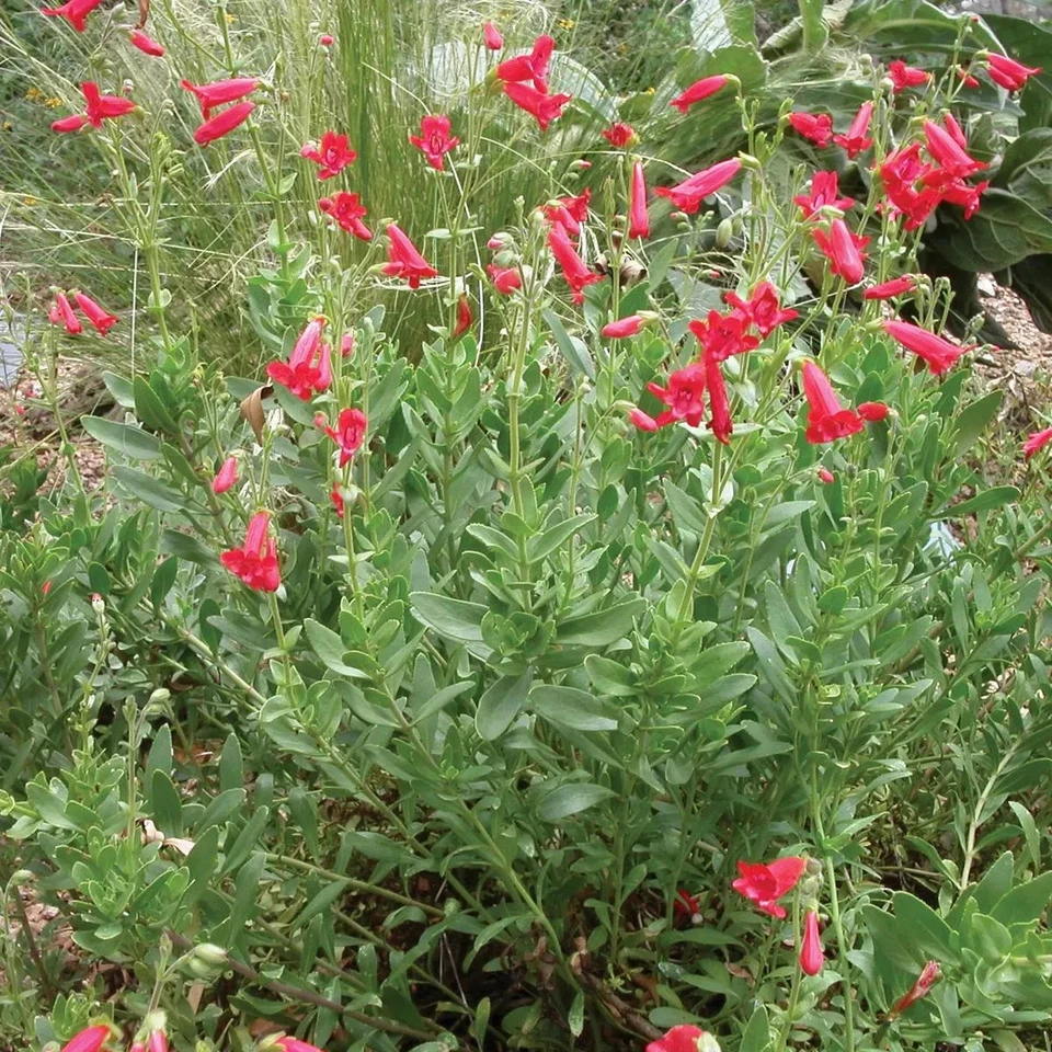 Rock Penstemon Live Plant – Penstemon baccharifolius, 1-Gallon Fully Rooted Perennial Shrub for Rock Gardens and Landscaping