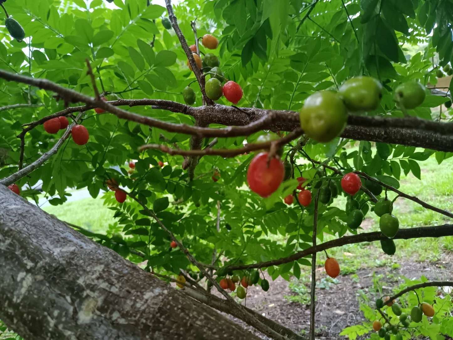 Hog Plum Cuttings – 5 Unrooted Spondias purpurea Tropical Fruit Tree Propagation Material