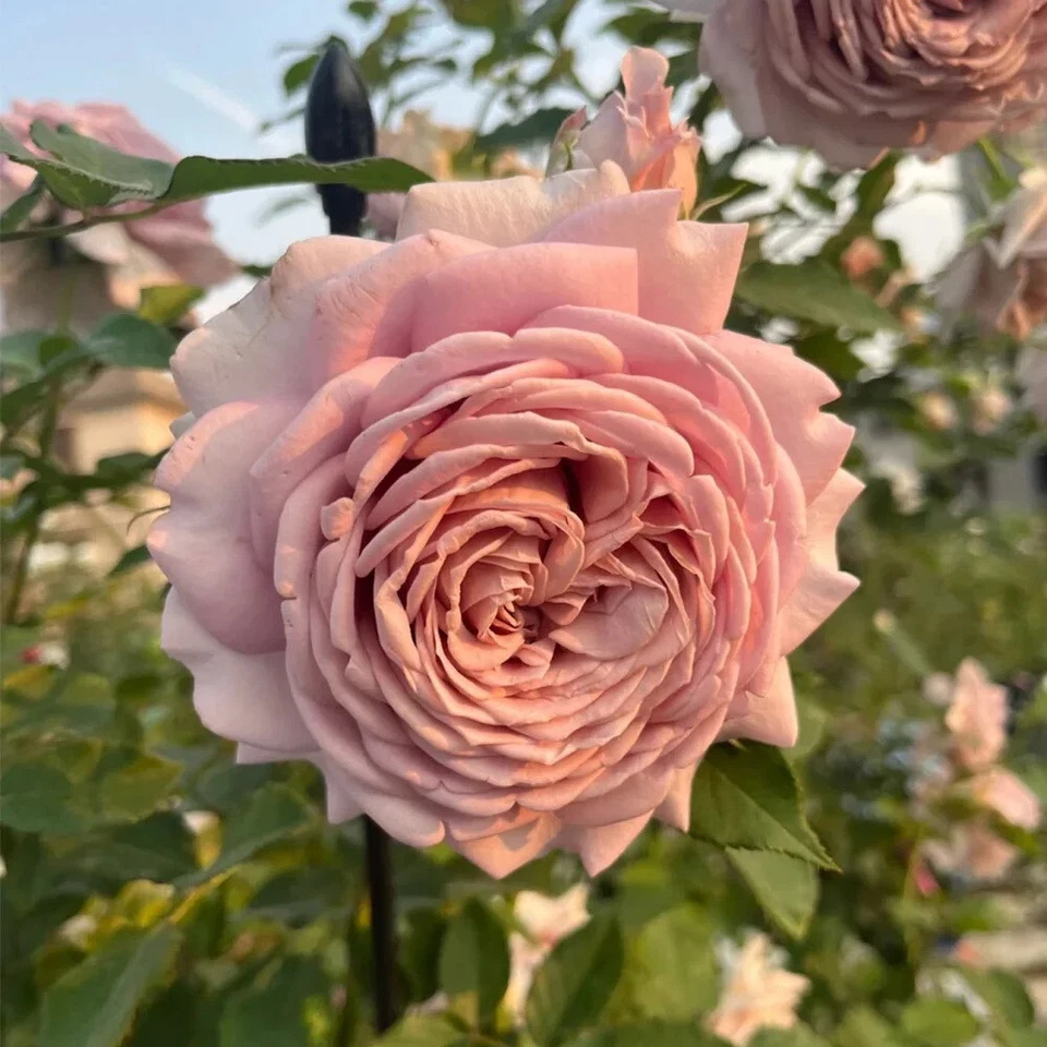 Miyabi Cha Rose Cuttings – 3 Fresh Unrooted Rose Stems for Rooting or Grafting – Rare Garden Rose Variety Rosa spp.
