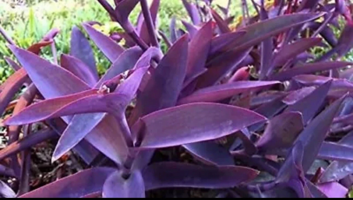 Purple Heart Plant Cuttings – 5 Unrooted Tradescantia pallida Trailing Foliage Starter Plants