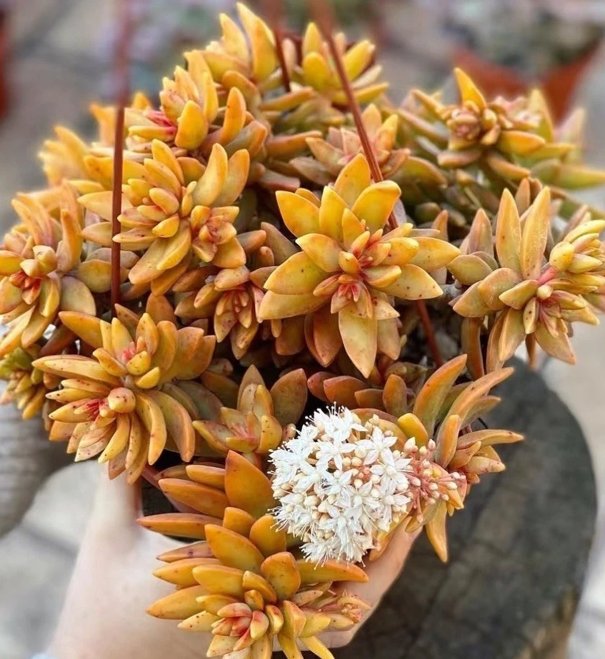 Sedum ‘Firestorm’ Succulent Cuttings – 3 Unrooted Propagation Plants, Bright Foliage, Red & Orange Tones, Sedum hybrid