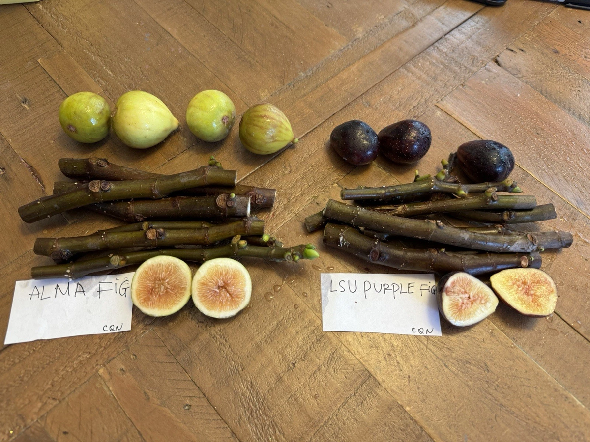 Fig Tree Cuttings – 6 Unrooted Ficus Carica LSU Purple & Alma Varieties for Propagation, Fruit Tree, Backyard or Container Growing
