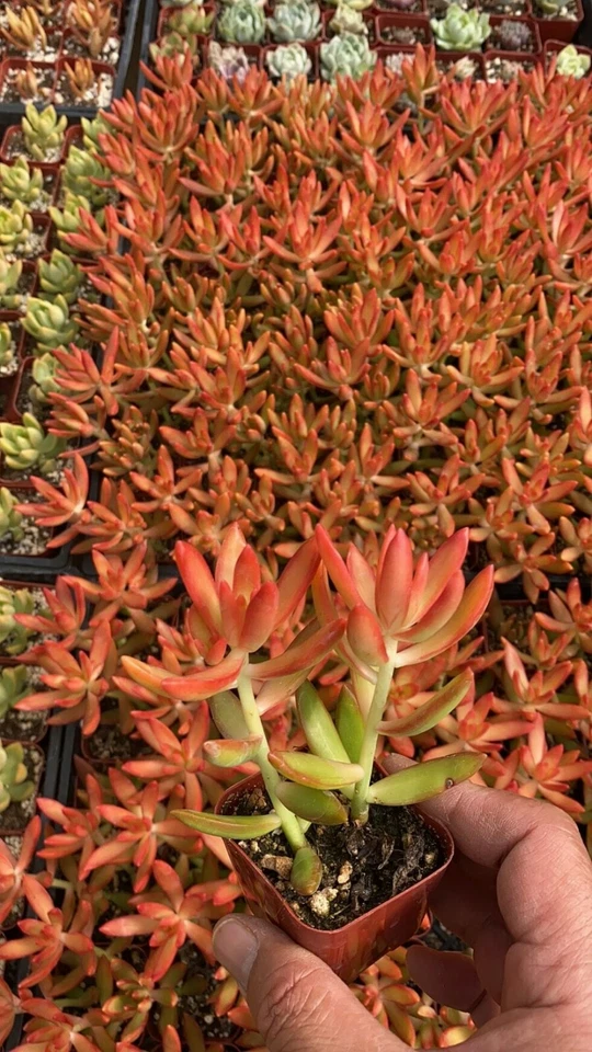 Sedum adolphii ‘Firestorm’ Succulent in 2-Inch Pot, Drought-Tolerant Indoor Plant, Bright Orange-Red Foliage, Easy Care, Small Space Decor