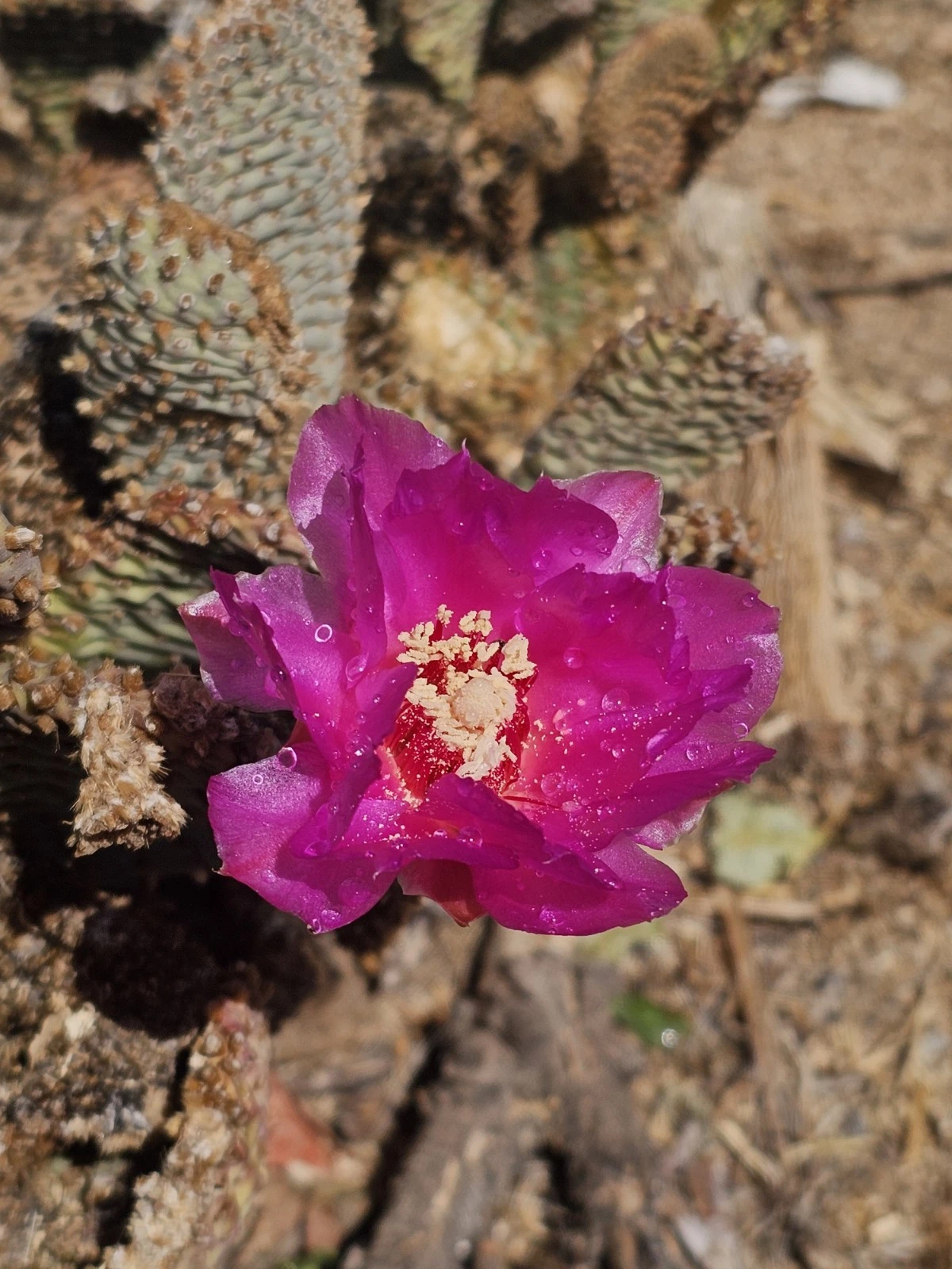 Opuntia basilaris Beavertail Cactus Pads – 5 Live 3-5" Succulent for Xeriscape, Rock Gardens & Containers
