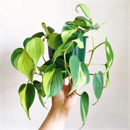 Philodendron Brasil Cuttings – Variegated Heartleaf Vine Propagation Starter – Philodendron hederaceum ‘Brasil’ Indoor Plant