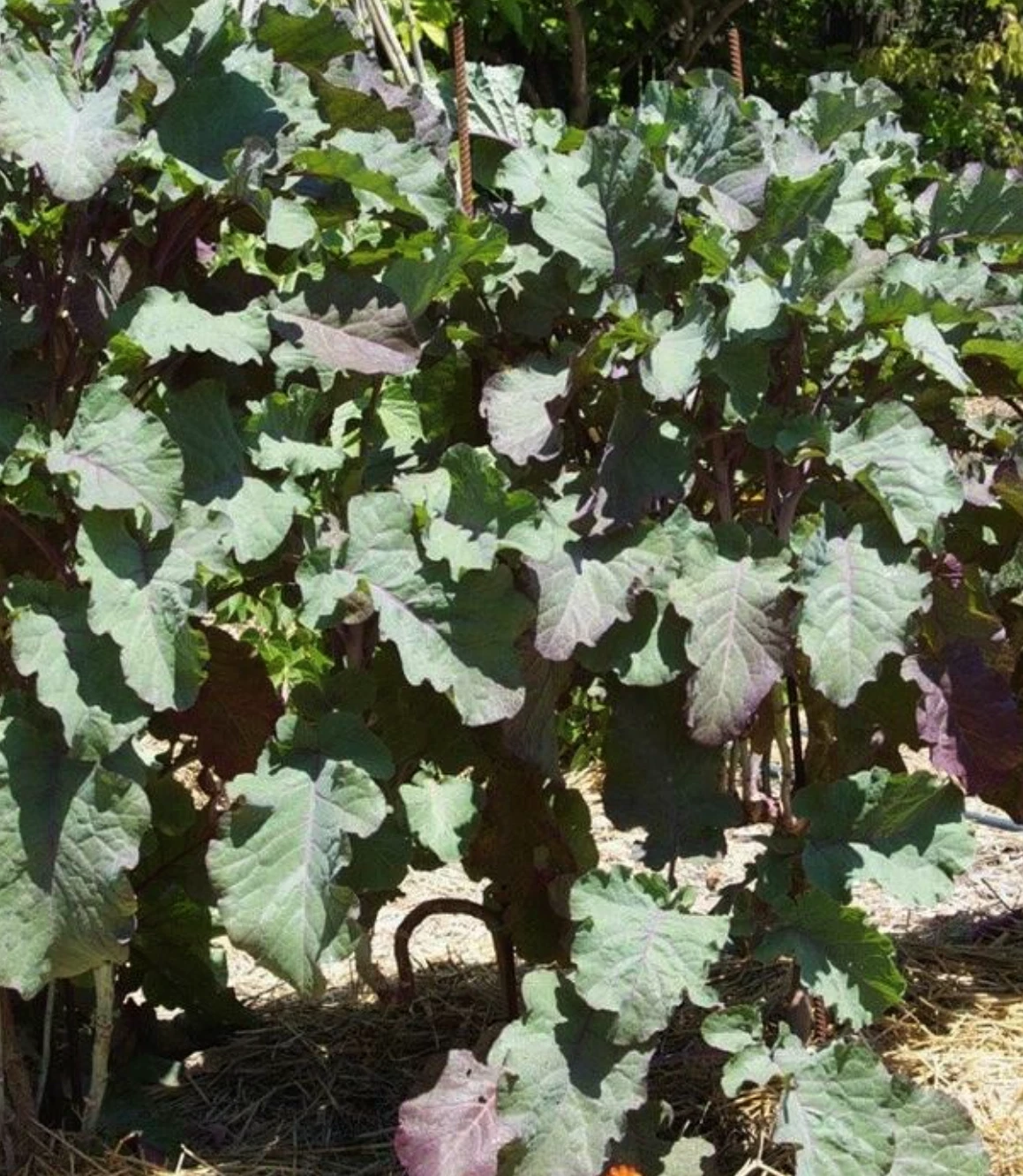 Perennial Purple Leaf Tree Collard Cutting – Brassica oleracea var. acephala, Unrooted Live Plant Propagation, Tall Leafy Kale