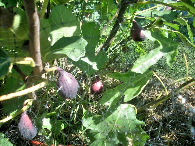 Aubique Petite Fig Tree Cuttings – 7 Ficus carica Hardwood Propagation Stems for Dark Fruit & Two Crops per Season