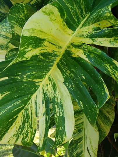 Golden Queen Hawaiian Pothos Unrooted Vine Cutting – Variegated Epipremnum aureum for Propagation
