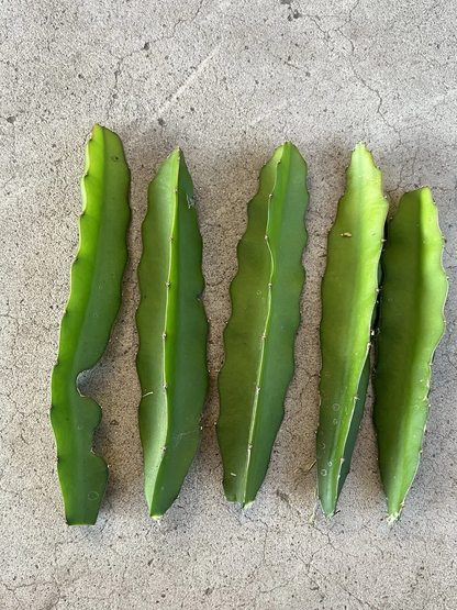 Red Dragon Fruit Cuttings – Pink Skin Red Flesh – 5 Fresh Pieces Ready to Plant