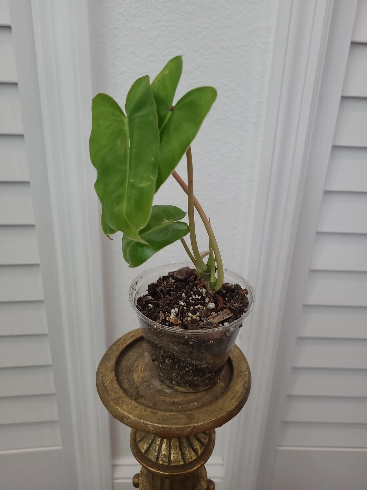 Philodendron Burle Marx Live Plant – Rooted Green Houseplant with Multiple Growth Points, Indoor Tropical Houseplant, Philodendron burle-marxii