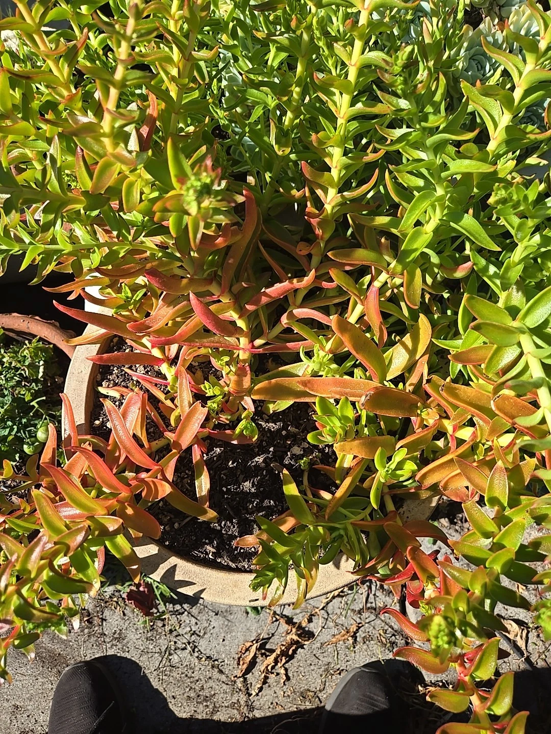 Crassula Campfire Cuttings – 4 Fresh 1-2" Succulent Stems with Bright Red-Green Foliage | Easy to Root, Colorful Succulent Propagation