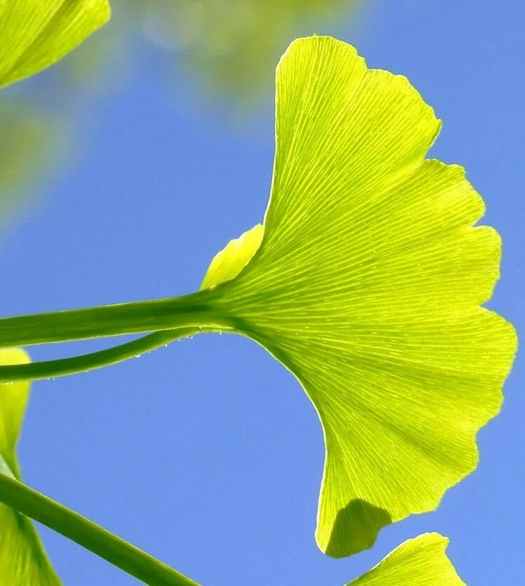 Ginkgo biloba Cuttings Set of 12 for Rooting or Grafting - Ornamental Deciduous Tree Starter Material
