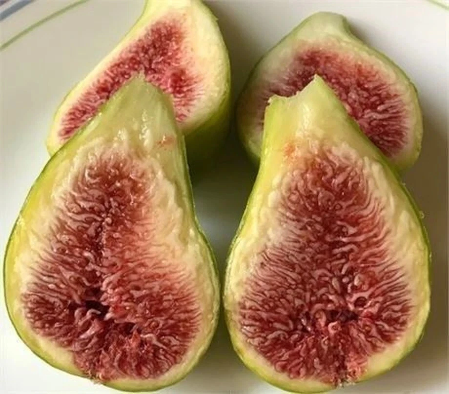 Dalmatie Fig Cutting, Unrooted Ficus carica Propagation, Over 8 Inch, 3+ Nodes, Fruit Tree Branch for Rooting