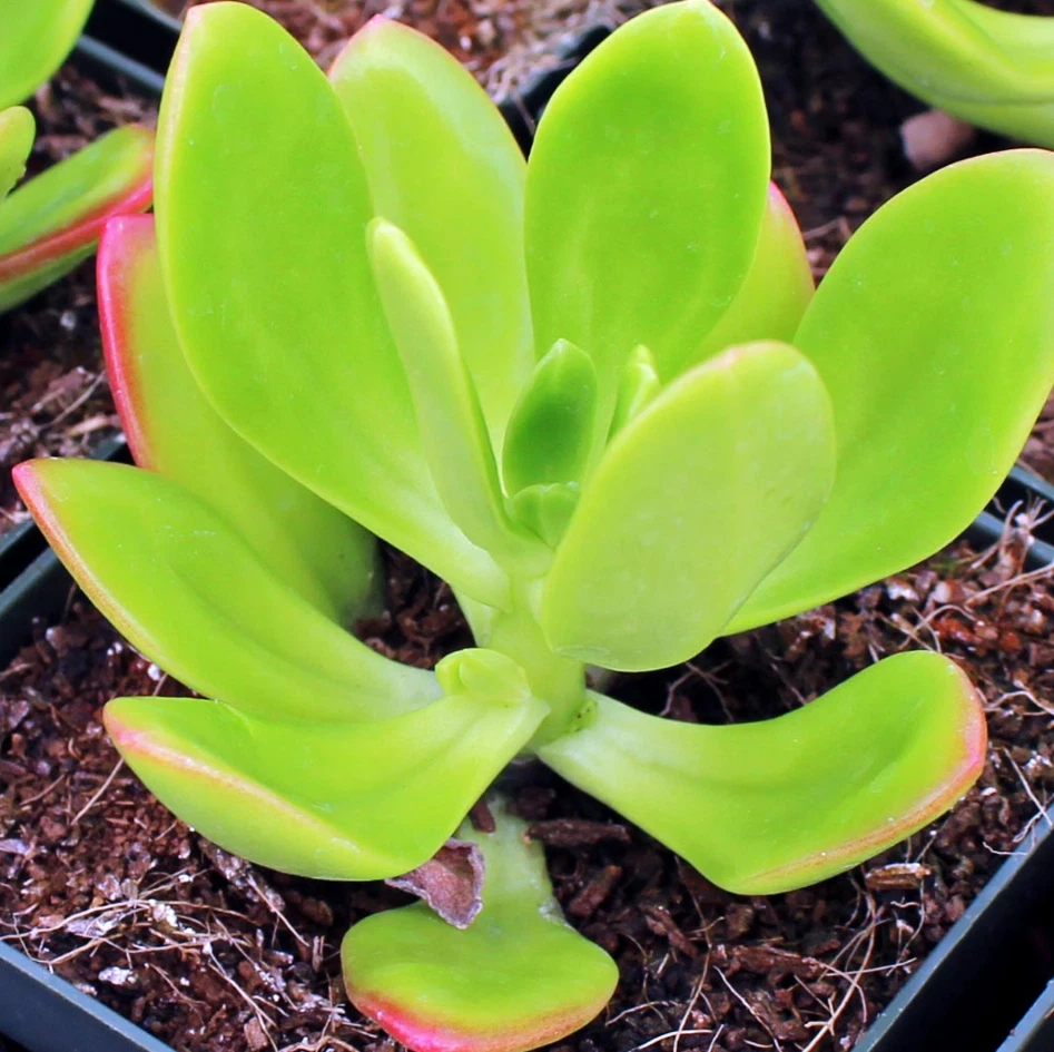 Sedum praealtum Green Apple Snap Succulent Plant – Live 2" Rooted Plant for Pots, Rock Gardens, Terrariums, Indoor & Outdoor Decor