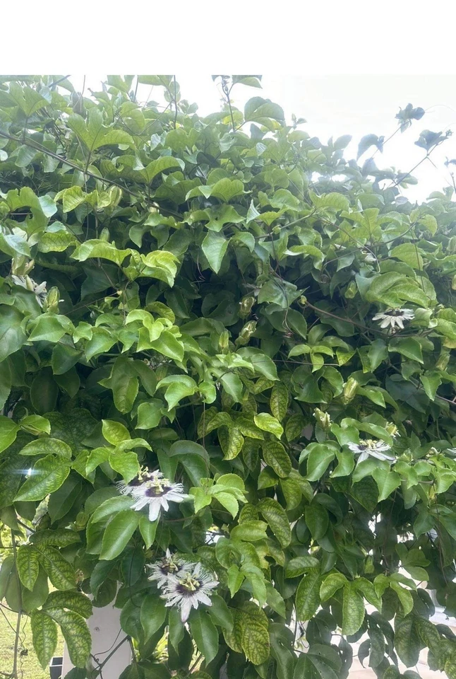Passion Fruit Vine Cuttings 8-10 Inch Stem Unrooted Passiflora edulis Climbing Plant