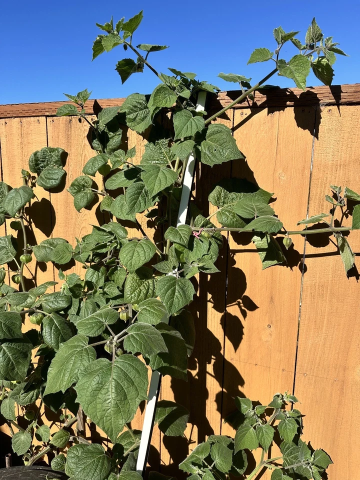 Golden Berry Plant Cuttings – 6 Physalis peruviana Unrooted Cuttings for Propagation, 4-Inch Starts, Cape Gooseberry Seedlings