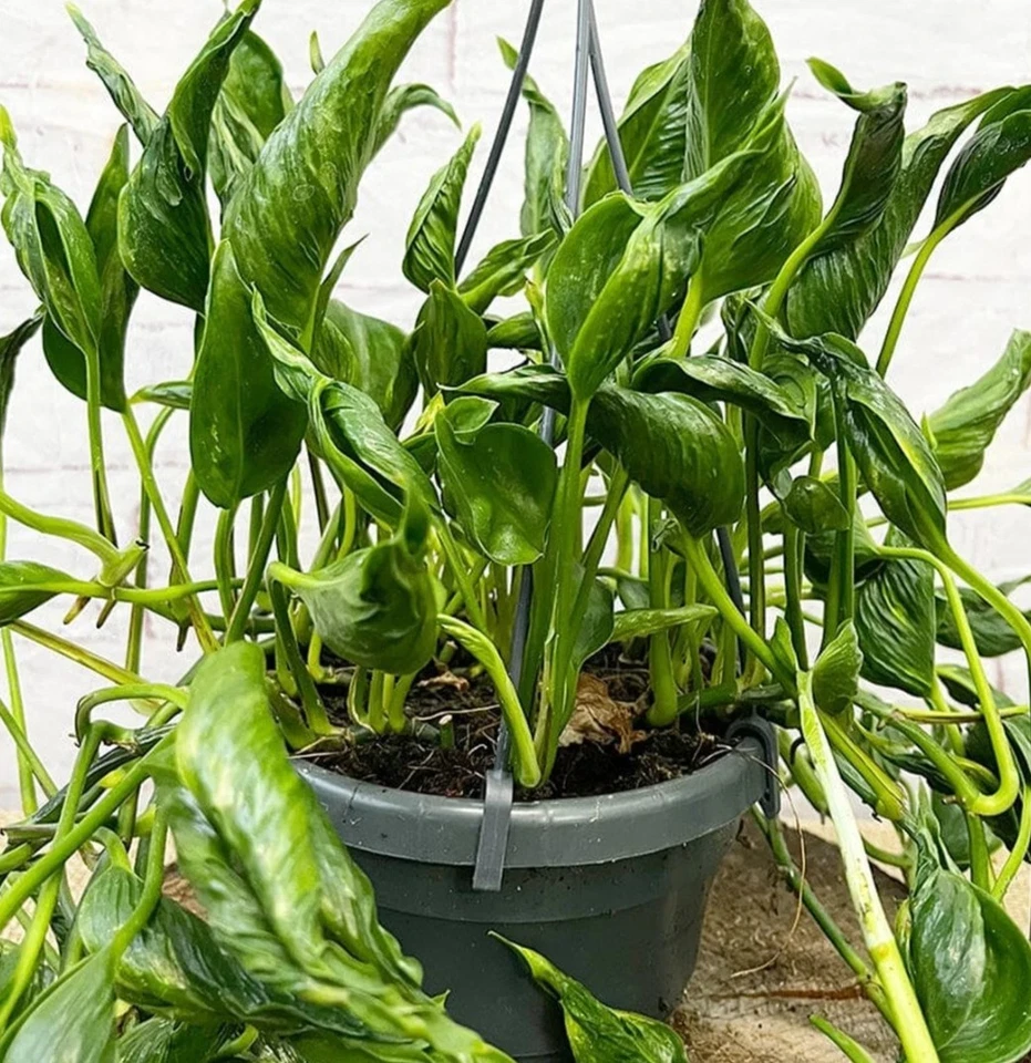 3 Unrooted Shangri La Pothos Cuttings for Propagation – Epipremnum aureum ‘Shangri La’ Houseplant