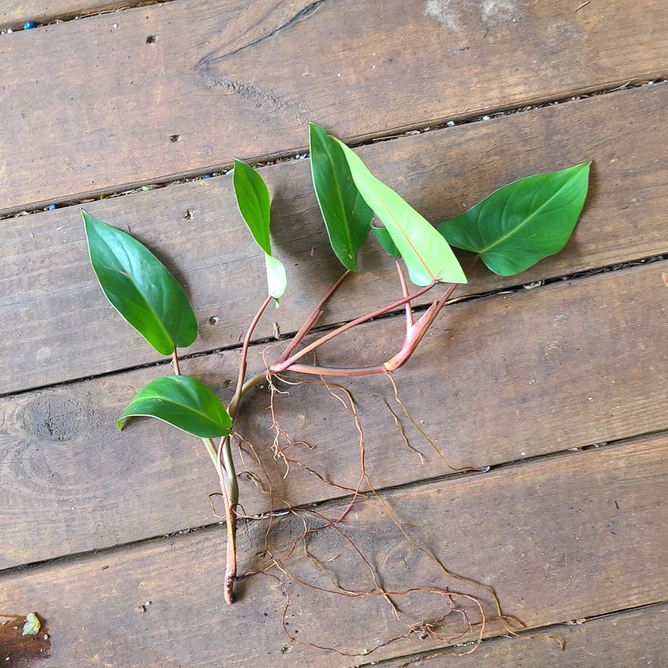 Philodendron Red Emerald Cutting – 7–10 Inch Vining Stem for Rooting, Philodendron erubescens Houseplant