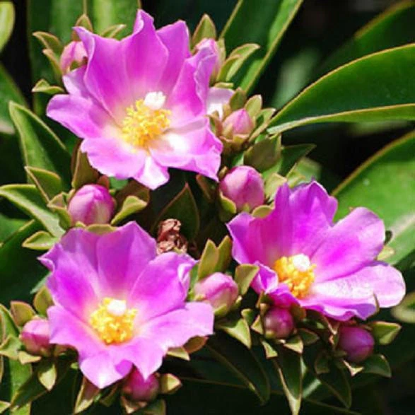 Pereskia grandifolia Seeds – 10 Exotic Leafy Cactus Tree Seeds for Growing, Rare Ornamental Plant, Green Foliage, Tree-Like Growth
