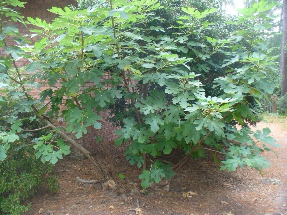 Brown Turkey Fig Cuttings – 4 Unrooted Ficus carica Propagation Cuttings, 6-8 Inch Fig Tree for Garden or Container Planting